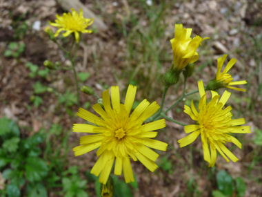 Fleurs jaunes. Agrandir dans une nouvelle fenêtre (ou onglet)